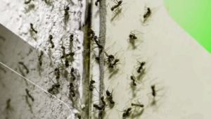 Formigas podem causar doenças, como gripe, tuberculose, lepra, verminoses, intoxicações alimentares, vômito e diarreia.

O inseticida comum não acaba com as formigas, em caso de infestações, é necessário optar pelo serviço de dedetização.