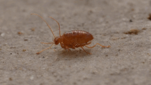 As pulgas são insetos sem asas que habitam como parasitas externos em diversos tipos de animais, se alimentam do sangue do hospedeiro, causam irritações cutâneas e transmitem doenças como anemia, verminoses, estresse, dermatite alérgica, transmissão de vírus, etc. Acredita-se que os animais estressados ao ser infestado por pulgas, ficam mais irritados e até agressivos.