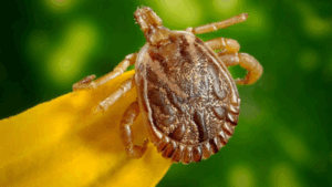 Assim como as pulgas, os carrapatos também são ectoparasitas, bastante perigosos também para animais, resistentes no meio ambiente e podendo sobreviver por meses sem se alimentar. Os carrapatos podem causar doenças como babesiose, erliquiose, anaplasmose, hepatozoonose e outras.
