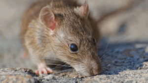 Ratos é uma designação usada para diversos mamíferos da ordem de roedores. Em geral, são portadores de mais de 35 doenças transmissíveis ao ser humano e também aos animais domésticos. As doenças mais comuns transmitidas por ratos são: leptospirose, salmonelose, hantavirose, peste bubônica e tifo.