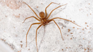 As aranhas apresentam cores e tamanhos variados, todas são predadoras e sua dieta inclui insetos. Por mais que não sejam todas aranhas que possuam capacidade de intoxicar o homem, todas são venenosas.

Os acidentes causados por aranha são comuns e alguns deles apresentam repercussão clínica.